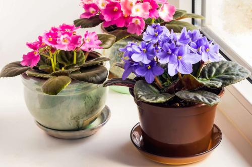 راهنمای خرید گل آپارتمانی