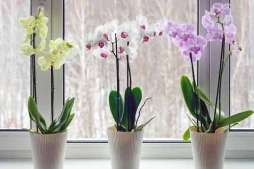 راهنمای خرید گل آپارتمانی